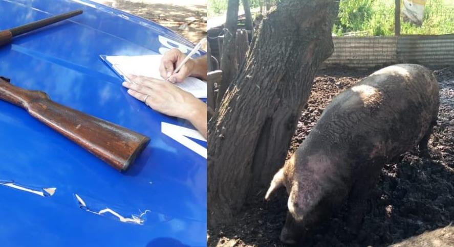 Se llevó a cabo un allanamiento por parte del personal del Comando Patrulla Rural Ramallo, dando el mismo con resultado positivo. Fue tras una denuncia realizada el viernes 25 de enero en la subestación comunal Pérez Millán por un vecino que posee predio rural en esa localidad, dónde diera cuenta de la sustracción de un porcino de 300 kilos.