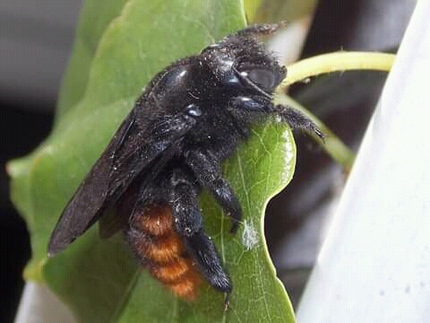 En el día Mundial de las Abejas dejamos fotos de diversas especies que podemos encontrar en nuestro querido Ramallo. Y destacamos que al mostrar nuestra preocupación por las pérdidas de las abejas, no sólo nos referimos a las especies de interés comercial. Sino a todas aquellas que cumplen un rol en la polinización. En especial a las nativas, que por ser menos conocidas son las más vulnerables.