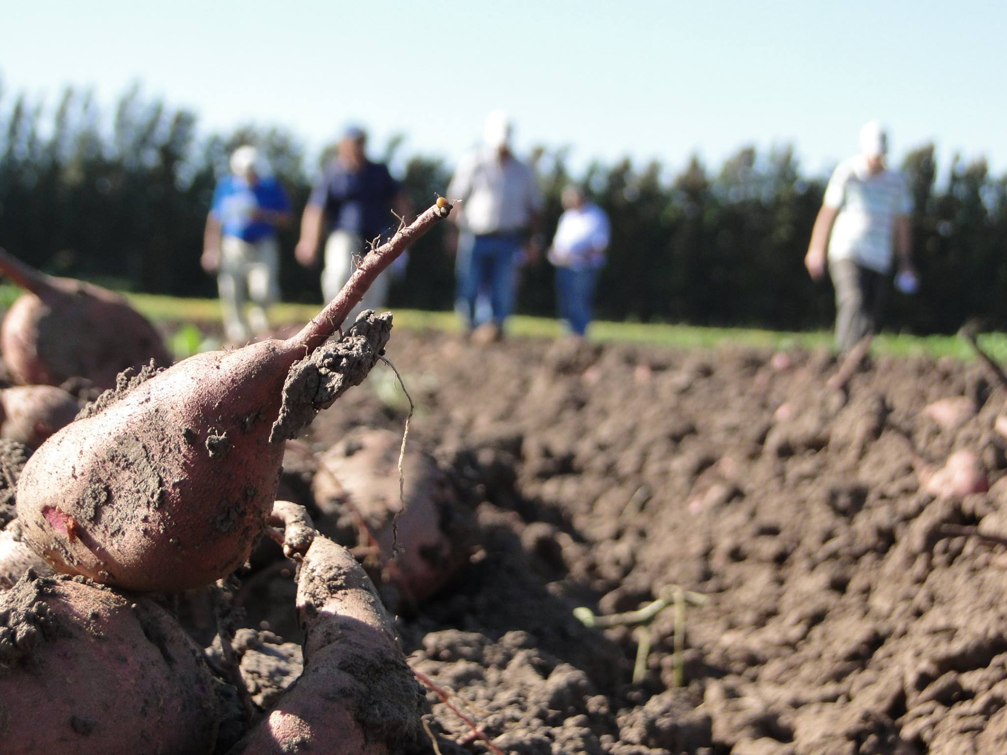 Como lo hace desde 2010, el INTA San Pedro organiza el encuentro donde los productores de este cultivo típico de la zona pueden conocer los distintos clones de batata que se están evaluando, a campo y en degustación. Se realizará el miércoles 28 a las 9 en Ruta 9, kilómetro 170, de San Pedro.