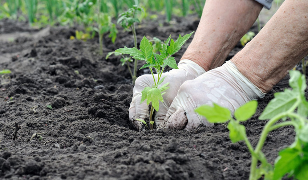 La ONG Unidos por la Vida y el Ambiente de Ramallo invita a la comunidad al “Taller Agroecológico” a desarrollarse este sábado 24 de agosto, a las 14 horas, en la “Huerta Agroecológica de UPVA” sita en Juan B. Justo 130 de Ramallo Pueblo.