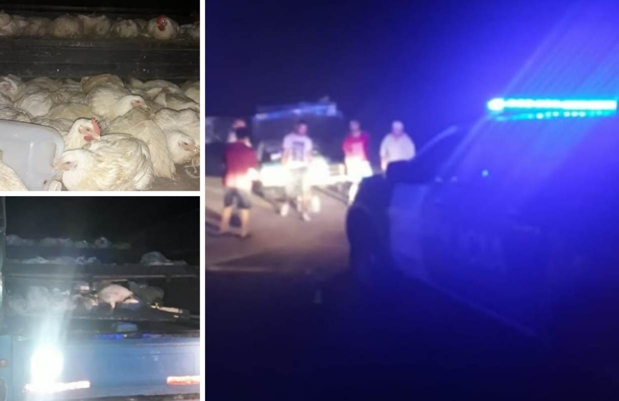 Personal del Comando de Patrulla Rural de Ramallo realizaba recorridas preventivas por camino Rural Ruta 1001. En ese marco, visualizó una camioneta Chevrolet, donde observan que transportaban pollos, por lo que se interceptó dicho vehículo y se procedió a requerir documentación, careciendo de todo tipo de papeles, habilitación y leyenda del SENASA.