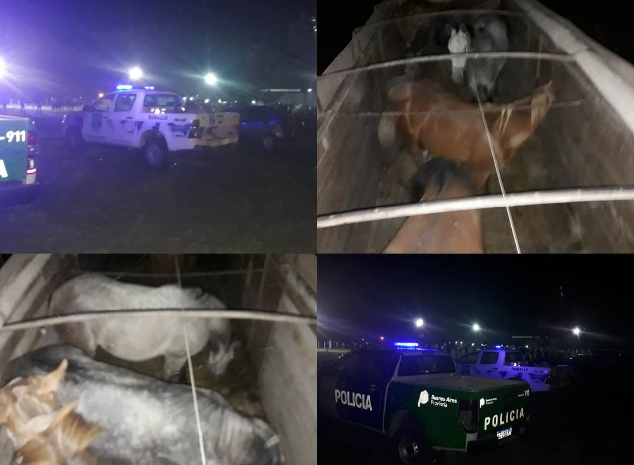 El sábado 8 de diciembre, en horas de la noche, personal del Comando de Policía Rural, en conjunto con personal del Destacamento de Villa General Savio, procedió a la interceptación en la vía pública de un camión marca Dodge, el cual transportaba en su interior 15 equinos.