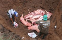 Secuestran 1200 kilos de carne de cerdo en mal estado