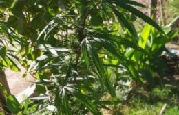Secuestran 14 plantas de marihuana en El Paraíso