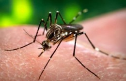 La Municipalidad realizará una nueva fumigación por el dengue
