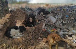 Más de cien perros rescatados del basural municipal