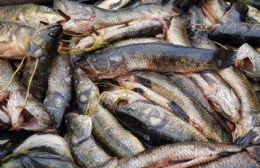 Secuestran 400 kg de pescado ilegal