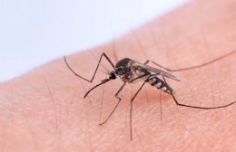 La Municipalidad alertó de la llegada del dengue