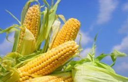 Ante el arranque de un nuevo ciclo de maíz, Stoller recomienda dos productos para obtener una mejor nutrición