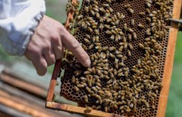Convocatoria a pescadores y apicultores locales