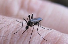 Confirman un caso de dengue en Ramallo