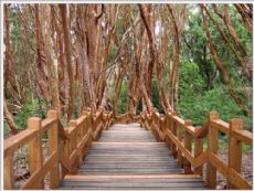 Un paisaje �nico: Parque Nacional Los Arrayanes