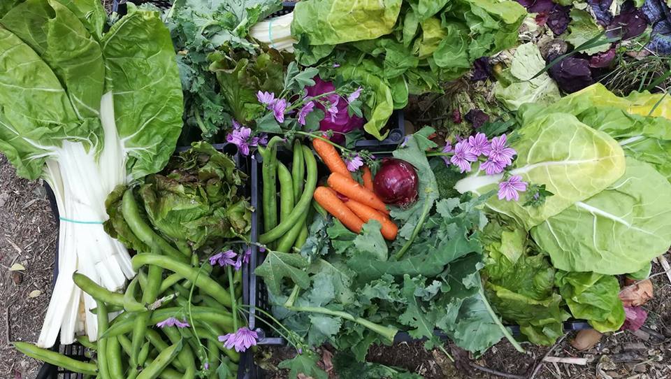 Taller de huerta agroecológica para la infancia