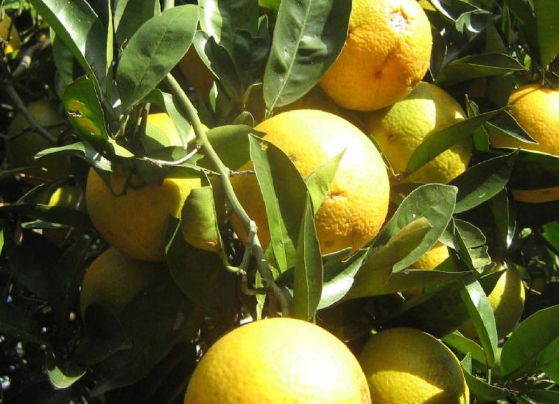 Los relevamientos realizados permiten observar elevadas poblaciones de mosca de la fruta.