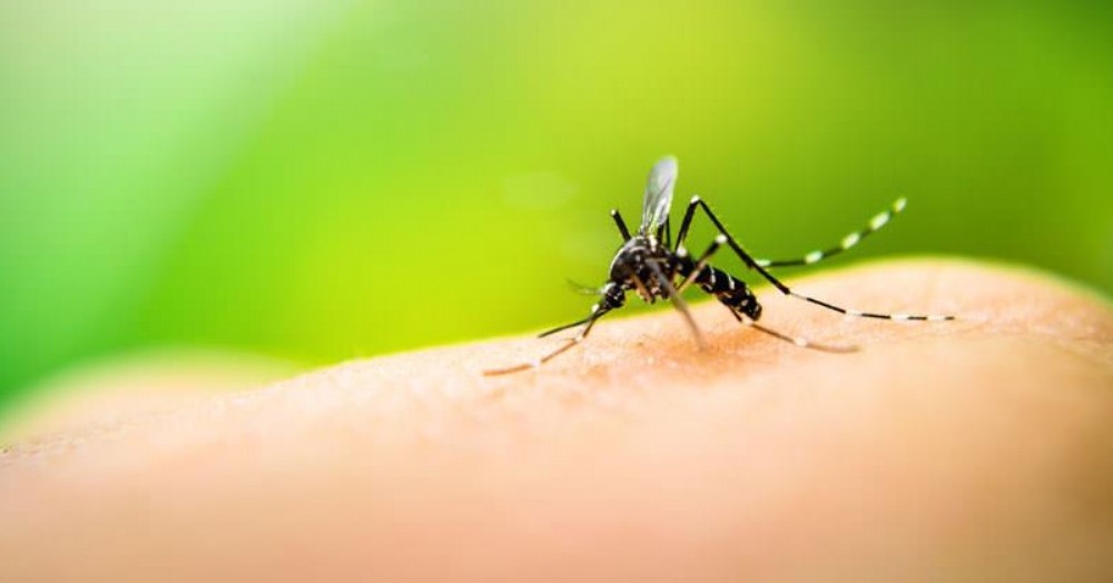 La Municipalidad de Ramallo informó que se llevó a cabo una fumigación en todo el distrito para prevenir el dengue.

