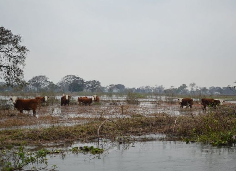 Los ganaderos decidieron retirar los animales.