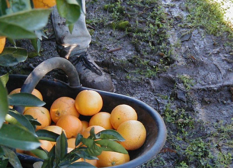 En este evento se destacan las cualidades de esta fruta característica de la zona.