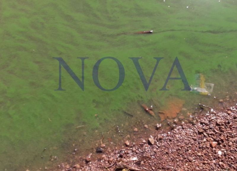 El agua del Paraná repleta de cianobacterias. (Foto: NOVA)