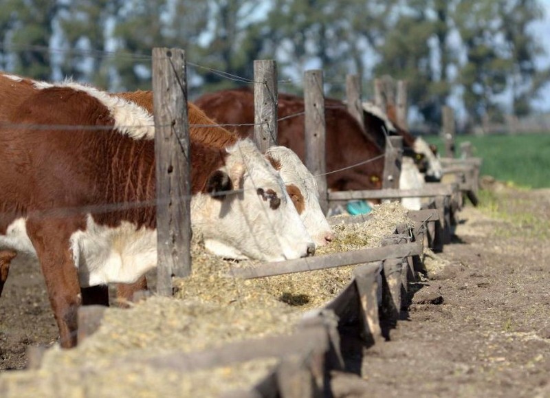 Golpe en un feedlot (imagen ilustrativa).