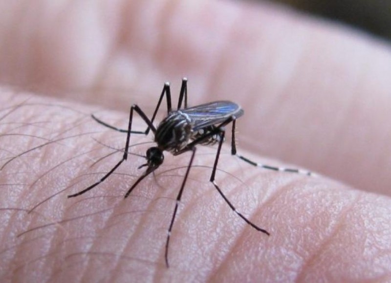 El mosquito vector.
