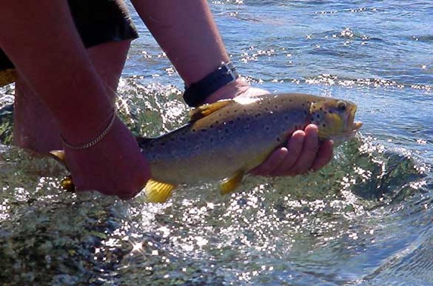 La cita es este viernes desde las 18.