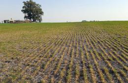 Federaci&oacute;n Agraria Ramallo expres&oacute; preocupaci&oacute;n por la situaci&oacute;n del campo