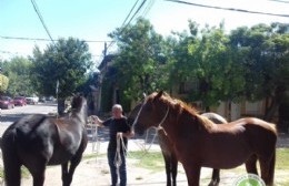 Acciones ante la presencia de caballos sueltos