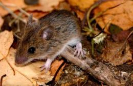 Hantavirus: el Hospital Gomendio refuerza el alerta y pide extremar cuidados