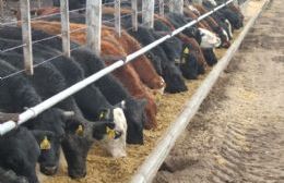 Regularán la actividad de los feedlots en la provincia de Buenos Aires