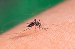 Nuevo caso de dengue en Ramallo