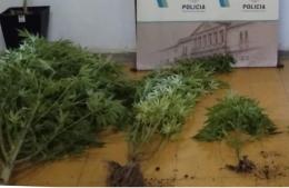 Una discusión por plantas de marihuana motivó la intervención policial