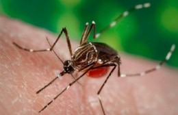 Fumigación contra mosquitos en todas las localidades