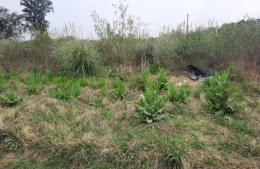 Faltas por terrenos con malezas: las multas en Ramallo pueden superar los 480 mil pesos