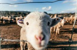Un vecino denunció que 20 ovejas ingresaron a su campo y dañaron dos hectáreas de trigo