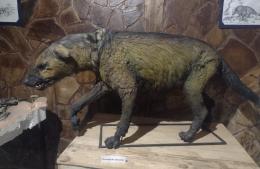 Inauguran el primer Museo Paleontológico de Ramallo