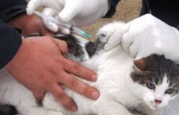 Cronograma de vacunación y castración para mascotas