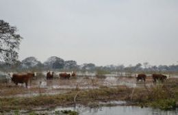 Preocupación por la creciente del río Paraná