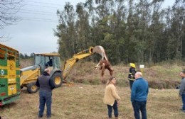 Rescatan caballo que cayó en una zanja