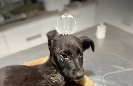 La ONG Animales Ramallo necesita ayuda urgente para continuar con los rescates