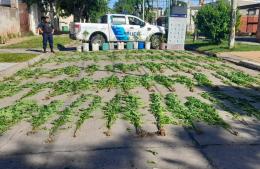 Hicieron un allanamiento por robo y encontraron una plantación de marihuana