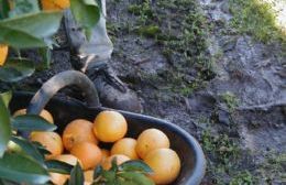 San Pedro recibe la Fiesta de la Naranja de Ombligo