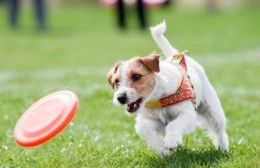 Se creó la Escuela Canina Municipal