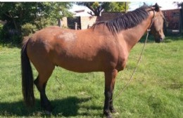 Un menor detenido por el robo de un caballo