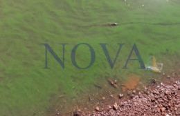 San Nicolás: algas tóxicas en el río Paraná ponen en alerta a vecinos