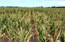 Se prorrogó la emergencia agropecuaria para Ramallo y otros municipios