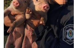 Intentó robar dos lechones y fue aprehendido