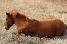 Se confirmó un caso de encefalomielitis equina en Pérez Millán