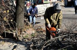 Proponen cambios para proteger el arbolado urbano