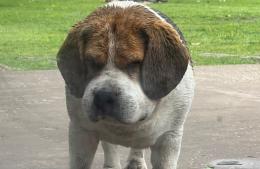 Alerta por mordeduras de yarará: cuatro perros fueron atacados y lograron sobrevivir