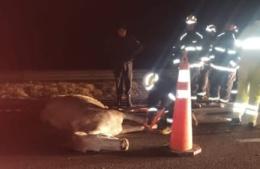 Caballos sueltos provocaron dos accidentes  cerca de El Paraíso